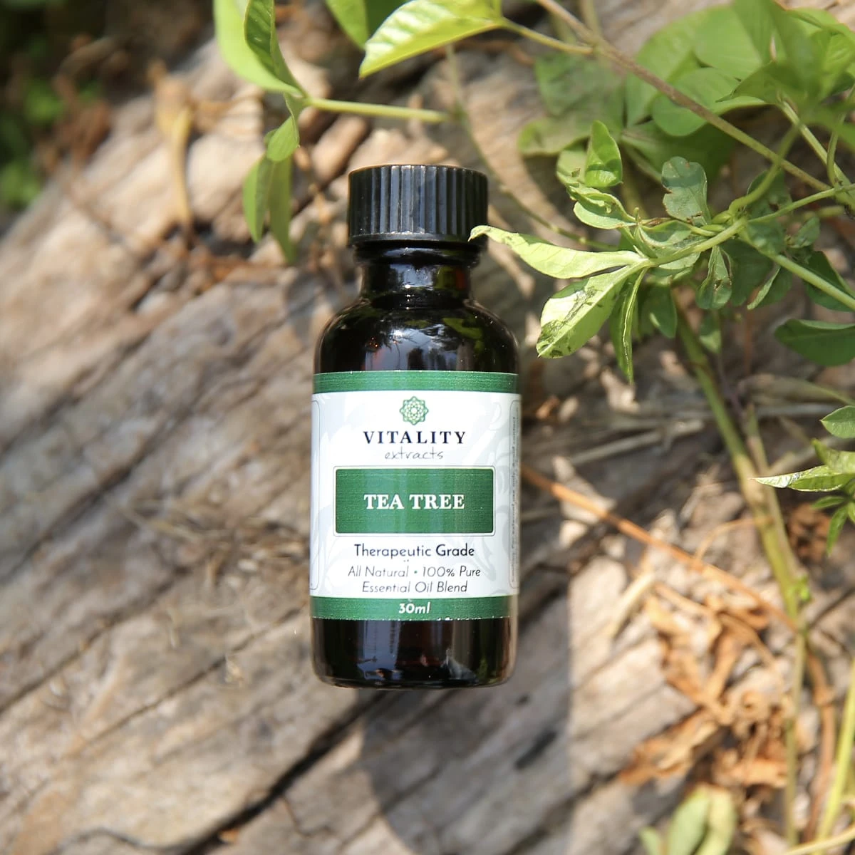 Tea Tree - Image 6