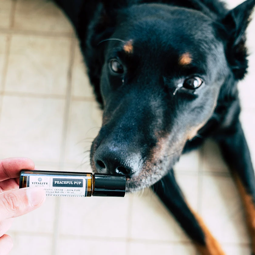 Peaceful Pup - Image 3